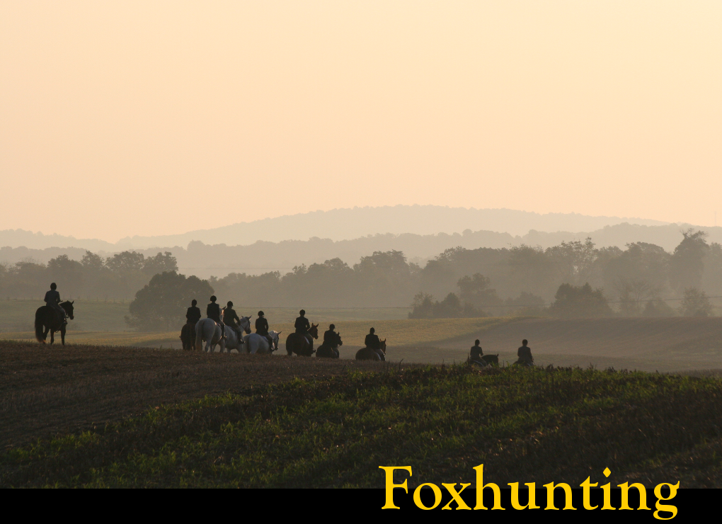 link to info on foxhunting